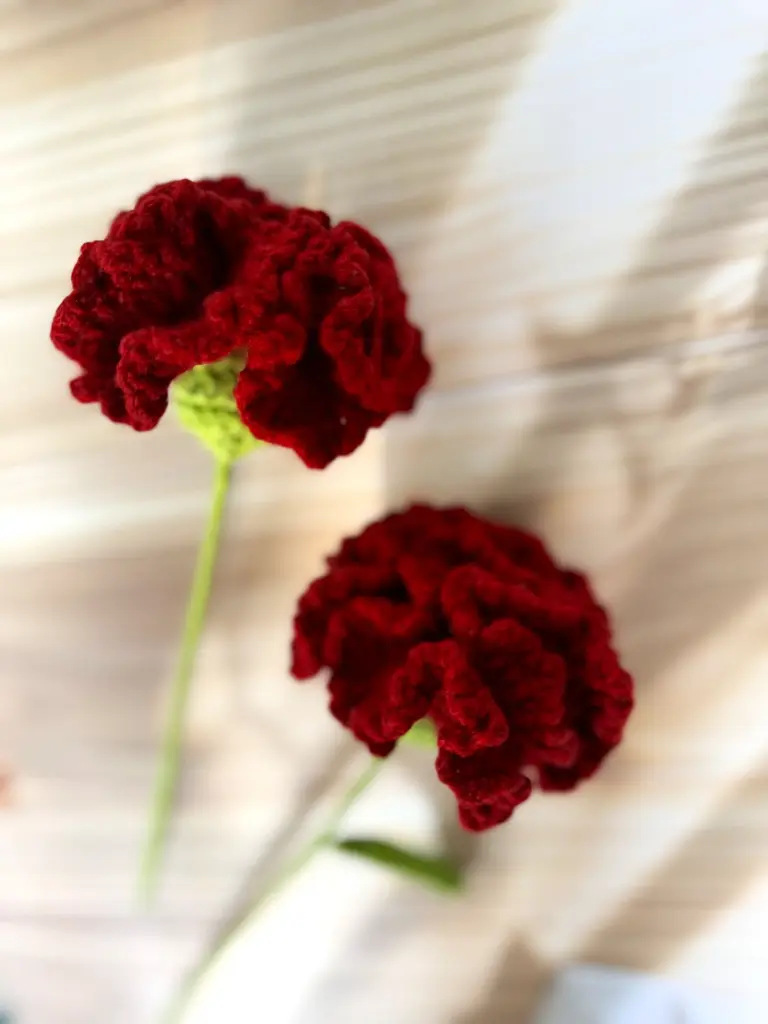 carnation.webp