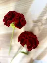 carnation.webp