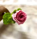 pretty pink rose (1).webp
