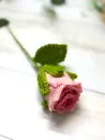 Pretty Pink Rose