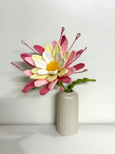 Epiphyllum pink